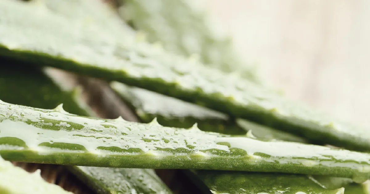 Aloe vera: i 5 super benefici per pelle e capelli
